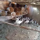 دجاج فيومي مشكل. للبيع. وعندي دجاج رومي العدد 10
