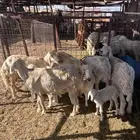 للبيع 5 ضان تحتها خمسه