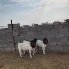 جفرتين وتيس بورقت بيور