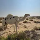 حايل وضحى للبيع