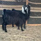 معزاء عرضيات