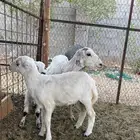 رفيدية متبع بتوم