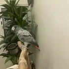 ببغاء كاسكو