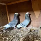 جوز باكستاني ( دوباز )