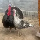 ديك رومي ملكي لون مميز ودجاجة فراشة رومي بياض شرط