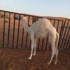 حشو للبيع غرب الأرطاوية