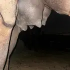 مجهم مجاهيم لقحه متلي منيحه