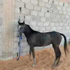 حصان واهو للبيع