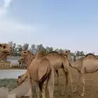 حواشي سواكن فاخره