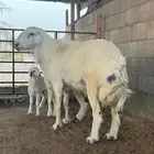 فحل حري منتج للبيع