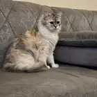 قطة انثى للتبني