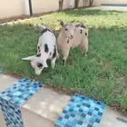 ماعز قزمي