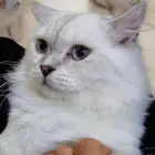 قط سكوتش مع هملايا جدا جميل ولعوب عمره سنه للتبني بسعر رمزي