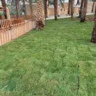 ثيل بريده سي 2000