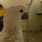 ببغاء كوكاتو سيلفرد ابيض