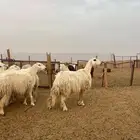 للبيع غنم عيسيات
