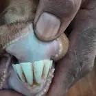 معزا محايليه خلفات للبيع