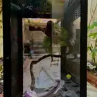 مارموزيت   مارموسيت للبيع بالرياض
