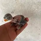 فرخ فيشر للبيع