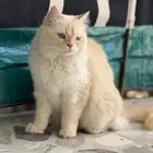 قطط للتبني