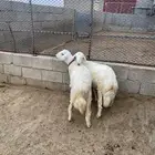خرفان ذبايح