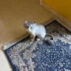 قط شيرازي نظيف وسليم ( للتبني )