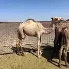 حشو