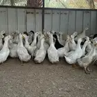بط بكيني