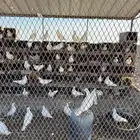 للبيع حمام فرنسي