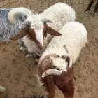 المجمعة