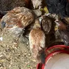 يوجد دجاج بلدي وأمريكي