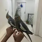 كروان هدد للبيع