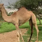عجم حمراء للبيع