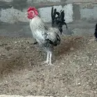 ديك فيومي للبيع