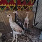 دجاج شامو ياباني