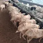 للزبون الصامل.. تيوس وبرابر على الشرط وبأسعار مرضية