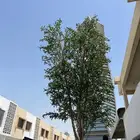 تنسيق اي شجر انشاءالله تفصيل