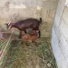 خبشه منتوجه محايل عسير