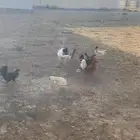 للبيع ديك و 8 دجاجات