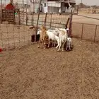 مزاين الضان