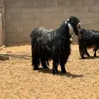 تيس فحل عارضي معرف