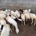 رخال رفيدي للبيع جدعان