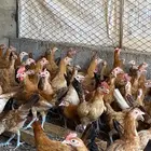 دجاج للبيع