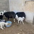 للبيع اغنام