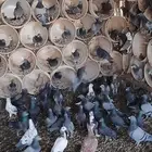 للبيع حمام العدد حولي 400 زاجل وفرنسي