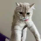 قطه بسعر رمزي