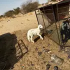 طلي كفو ظهر وطرف