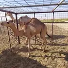 حاشي طيب