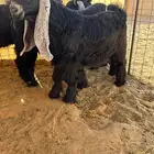 عرض بيع تيس جذع فاخر