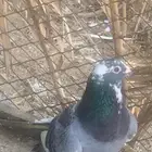 حمام زاجل عشه كامله